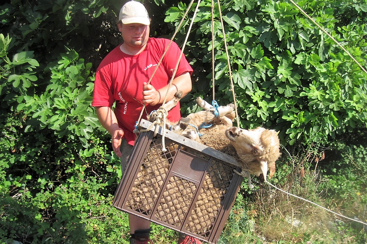 Featured image for “Frizure za ljeto – međunarodna ekspedicija šišanja kornatskih ovaca”