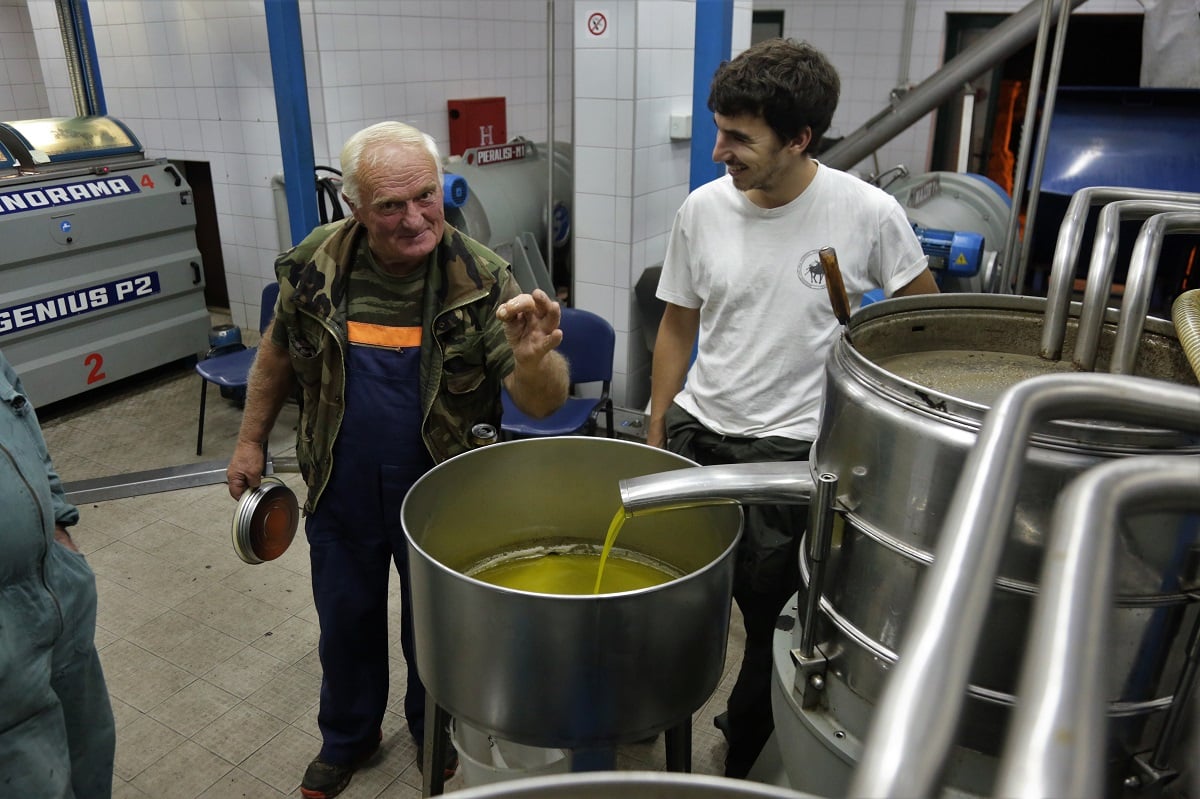 Featured image for “Započela prerada maslina u Tisnom: Prvi su brali đaci, ali većina još čeka”