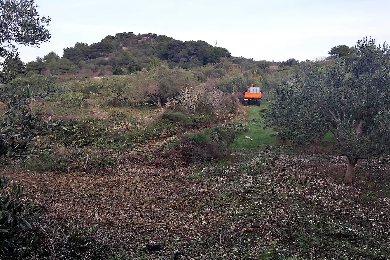 Featured image for “Murterini uređuju stare maslinike: “Bit ćemo bolji maslinari od Istrana””
