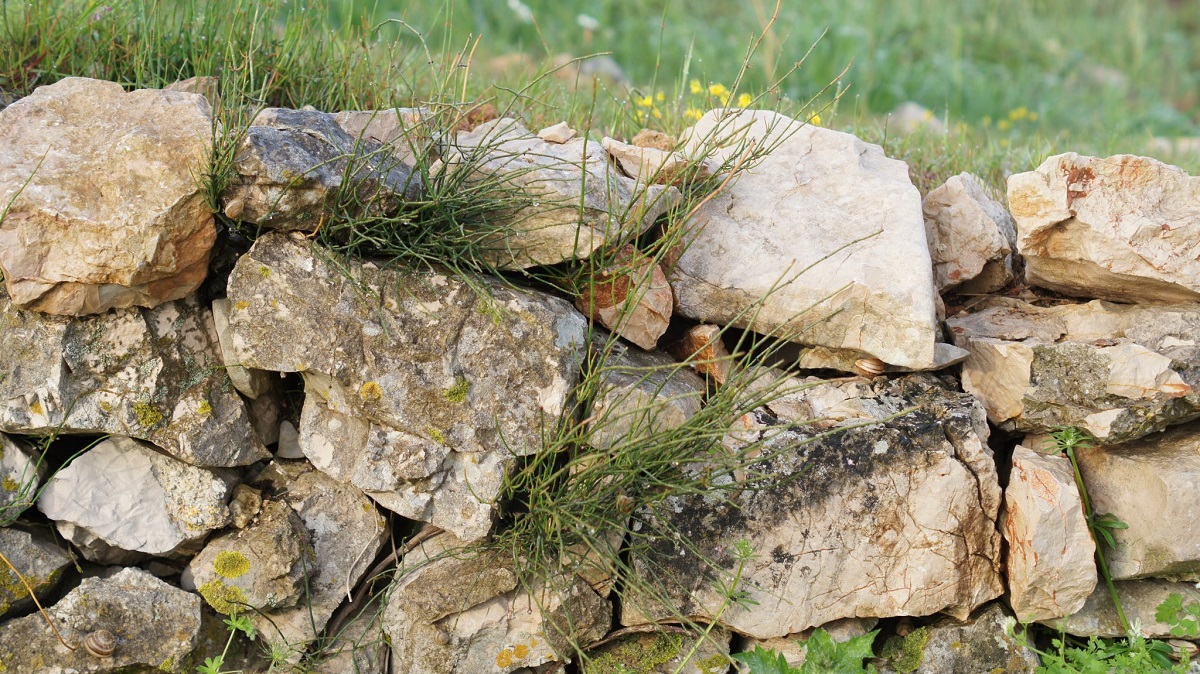 Featured image for “COLENTUM Otkriveni endemi, ugrožene i strogo zaštićene vrste”