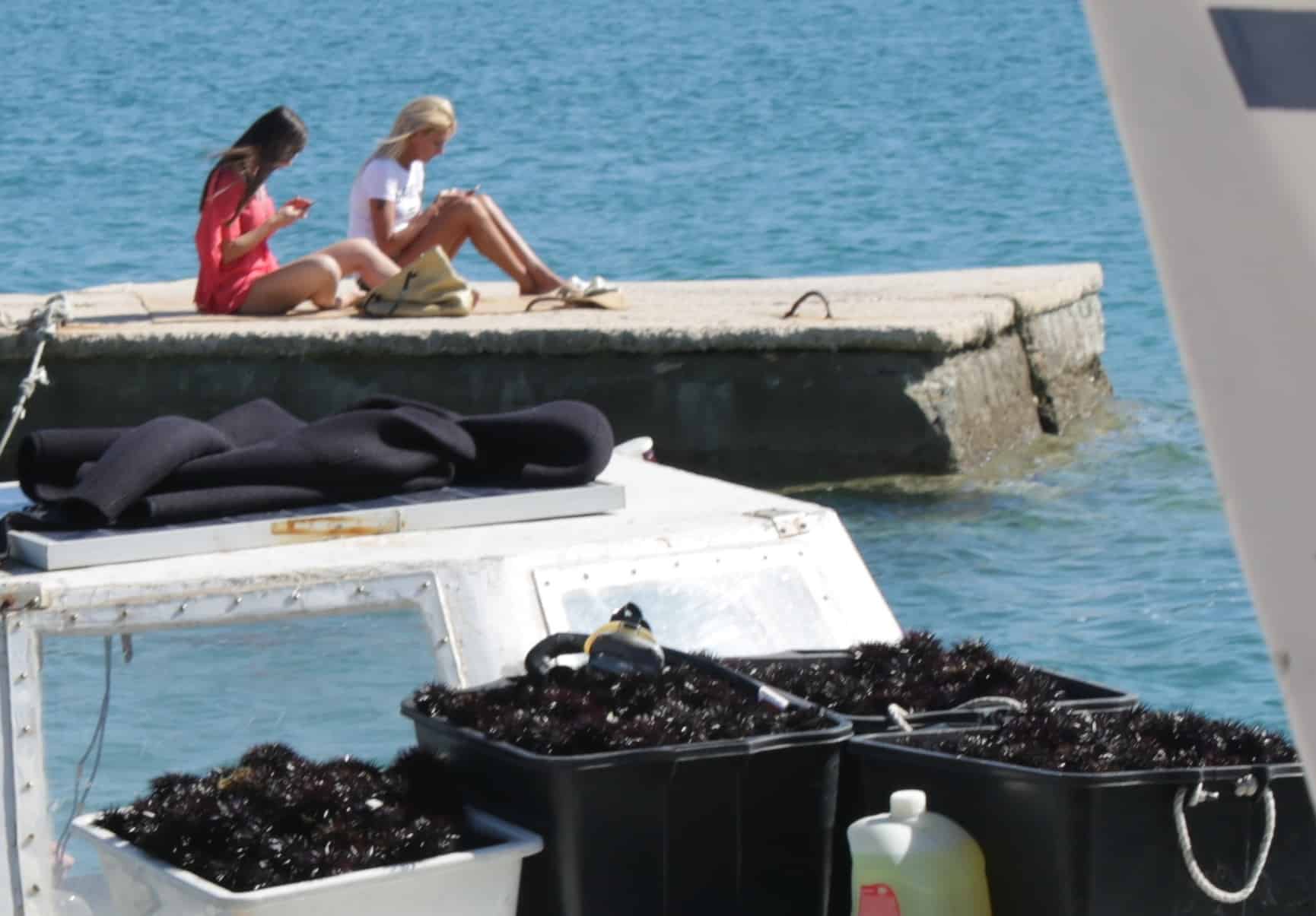 Featured image for “Morski ježinac – mora loših plivača i san dobrih restorana”